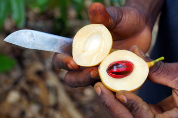 Nutmeg, Zanzibar