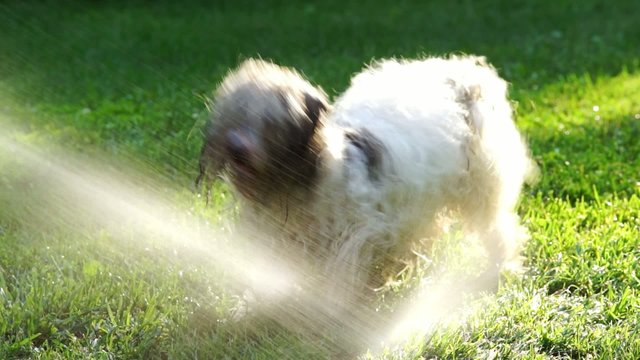 Funny crazy Havanese dog is fighting against a water beam