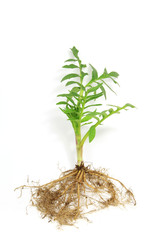 Baldrian (Valeriana officinalis)