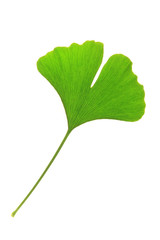 Ginkgoblatt (Ginkgo biloba)
