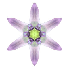 Kaleidoscopic Flower Mandala Isolated on White