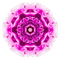 Purple Kaleidoscopic Carnation Flower Mandala Isolated on White