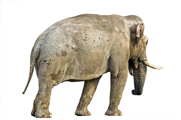 Obraz premium Indian elephant