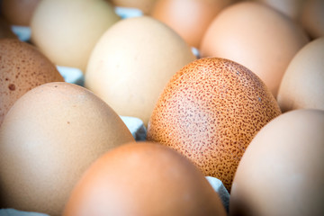 Fresh eggs in a paper tray