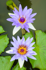 Twin Water lilies