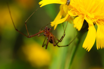 Brown spider on a yellow flower.