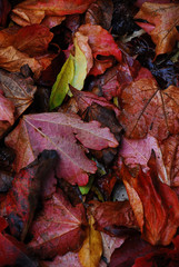 foglie morte (fine art)