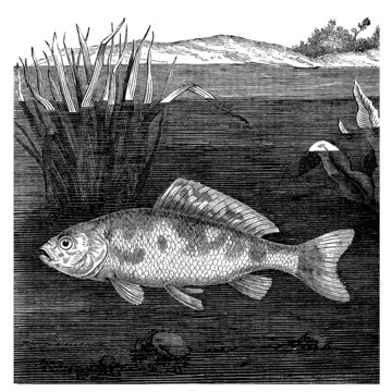 Fish - Cyprin Dor&eacute;