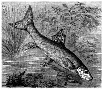 Fish (Barbus Barbus) - Barbeau