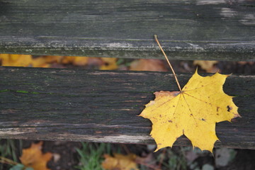 Einsames Blatt auf einer Bank im Herbst