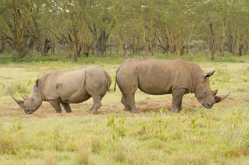 Naklejka premium Rhinos on African grasslands