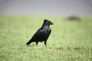 Carrion crow, Corvus corone