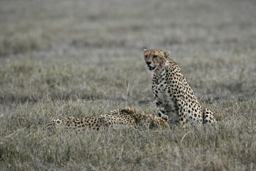Cheetah, Acinonyx jubatus
