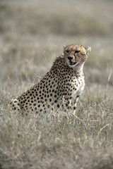 Cheetah, Acinonyx jubatus