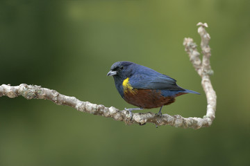 Obraz premium Chestnut-bellied euponia, Euphonia pectoralis