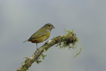 Chestnut-bellied euponia, Euphonia pectoralis