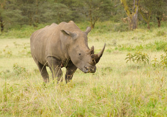 Obraz premium Rhino on African grasslands