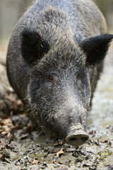 Wild boar in the forest