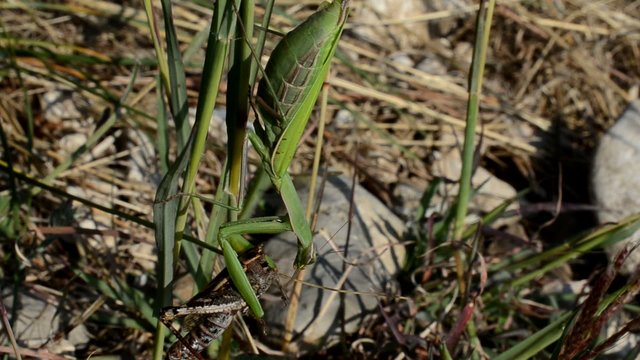 Mantis religiosa