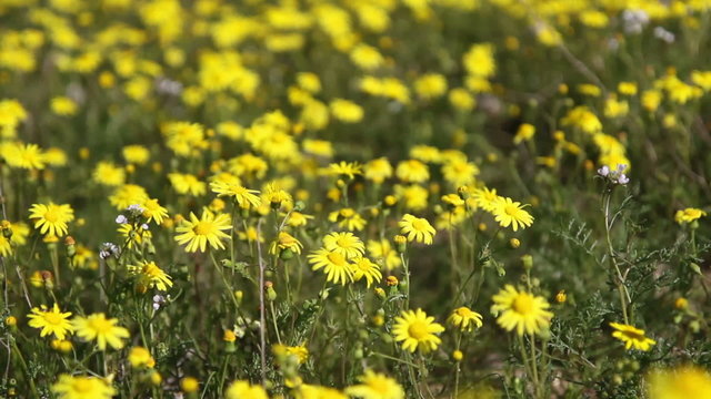Large field of many bright yellow daisies