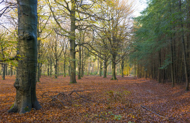 Beech forest in sunlight at fall