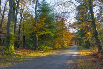 Road through a forest in sunlight at fall