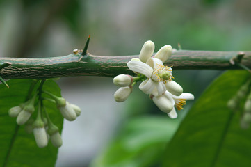Obraz premium Citrus flower