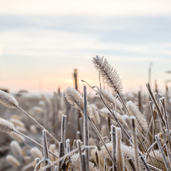 Fototapeta premium wild plant