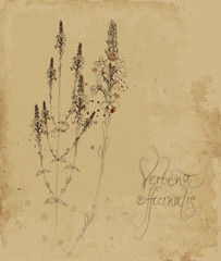 Verbena officinalis / Vintage card with sketch of magical herb