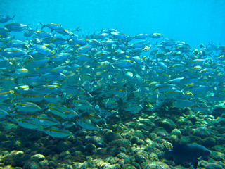 Fototapeta na wymiar School of Mackerel Fish, Tulamben, Bali