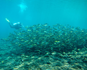 Fototapeta na wymiar School of Mackerel Fish with Scuba Diver, Tulamben, Bali
