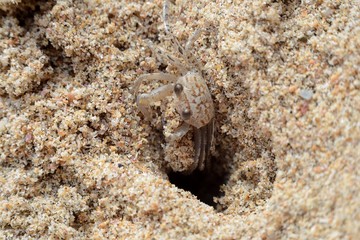 Ocypode  hiding in the sand on Nilaveli beach