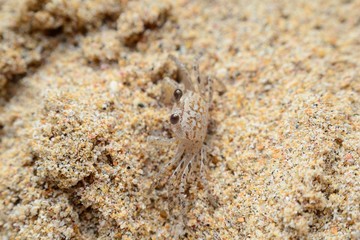 Ocypode  hiding in the sand on Nilaveli beach
