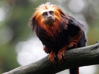 Lion Tamarin