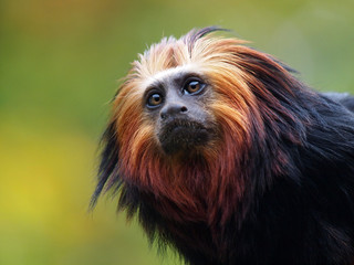 Lion Tamarin