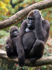 Gorilla mother with child