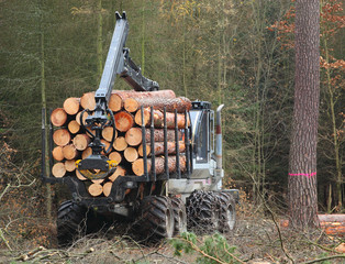 The lumberjack truck loaded with a timber.