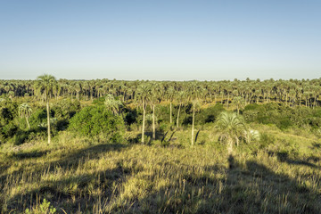 Fototapeta premium Palms on El Palmar National Park, Argentina