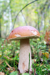 Beautiful and little cep in the forest