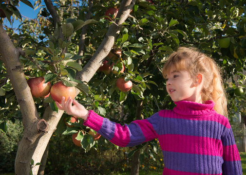 little girl picked apples
