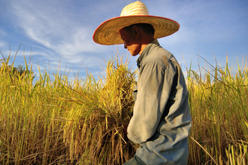 farmers harvesting rice in rice field in Thailand