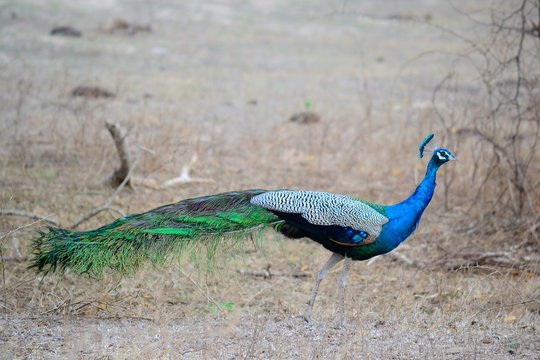 Indian Blue Peacock in Yala National Park, south-east Sri Lanka 