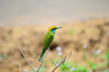 Green bee-eater perched on a branch in Yala National Park