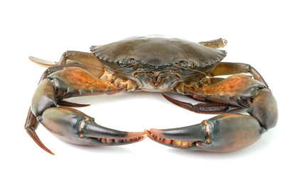 sea crab isolated on white background