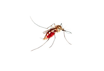 mosquito full of human blood isolated on white