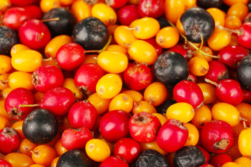 autumn berries close-up