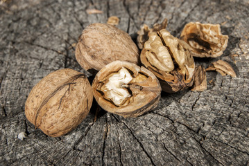 Freshly picked whole and broken walnuts on weathered tree trunk