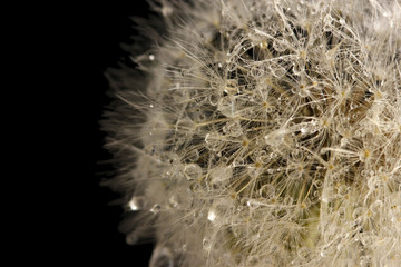 Beautiful dandelion with seeds on black background