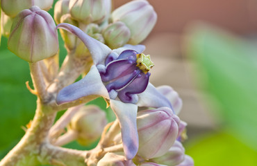 Purple crown flower close up