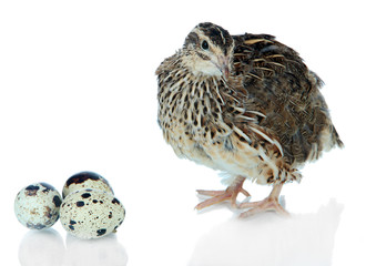 Young quail with eggs isolated on white